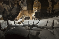 Mountain Lion