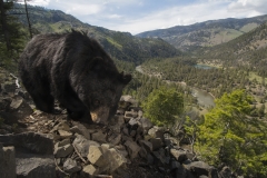 American Black Bear