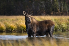 The moose is the largest member of the deer family in North America.