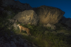 A mountain lion patrols its territory in the Wind River Range in Wyoming.