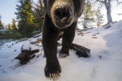 A boar grizzly bear inspects a camera trap left at the site of a red squirrel midden in the mountains of Wyoming.